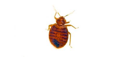 bed bug up close on white background