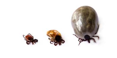 Three ticks up close in different stages - one small, one medium, one very engorged